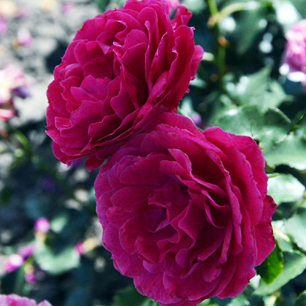 Роза Валерия флорибунда 1шт./Valeria /20