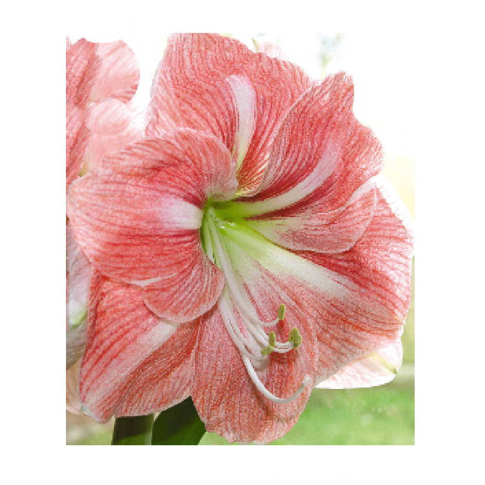 Гиппеаструм/Амариллис Эппл Блоссом 1шт 24/26 /Amaryllis Apple Blossom