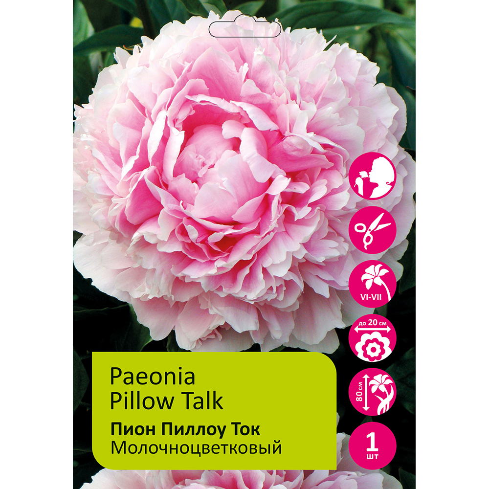 Пион молочноцветковый Пиллоу Ток 1шт 2/3 / Pillow Talk (Zhen bian xi yu/Чжэнь Бянь Си Юй)
