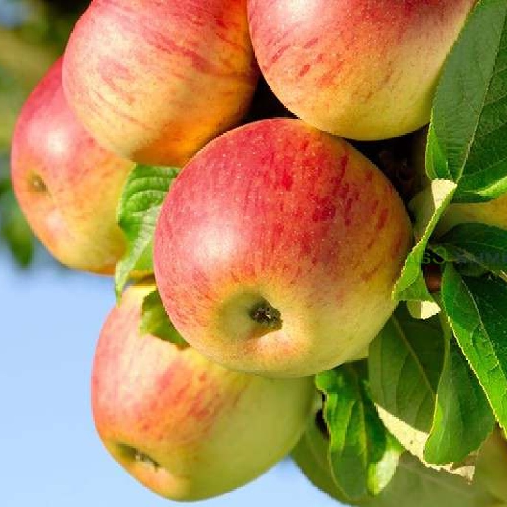 Яблоня Яблочный спас подвой 54-118 полукарликовый С 1шт