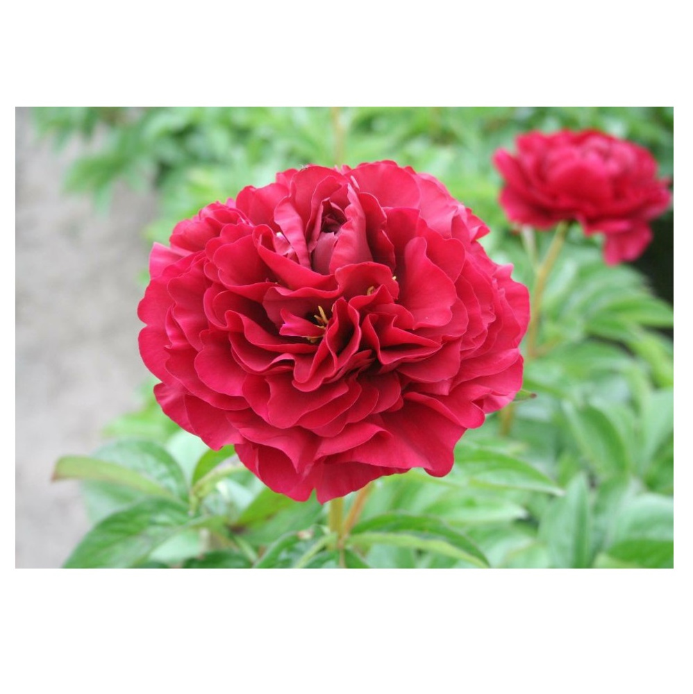 Пион молочноцветковый Олд Фейтфул 1шт 2/3 /Old Faithful (Lao zong cheng/Лао Цзун Чэн)