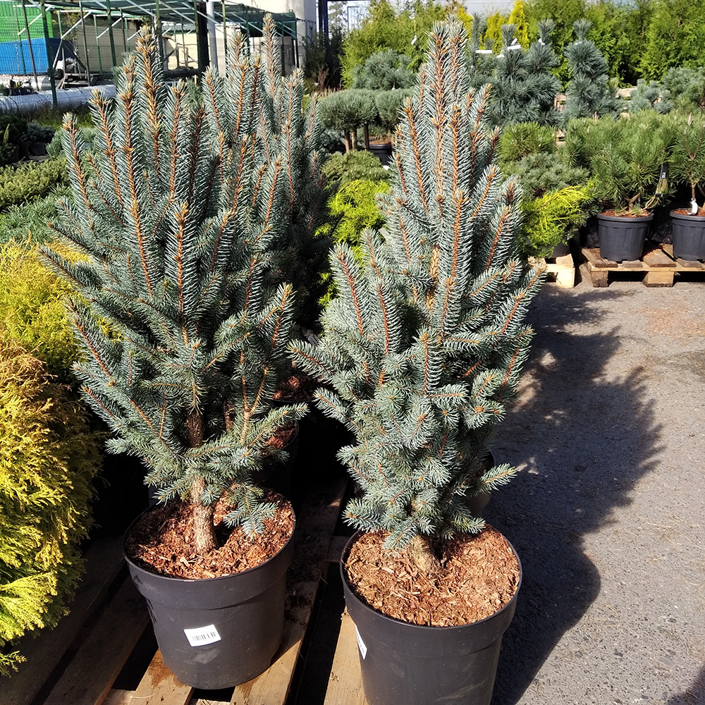 Ель колючая Изель Фастигиата в горшке 15л (высота 70-80см) 1шт /Picea pungens Iseli Fastigiate