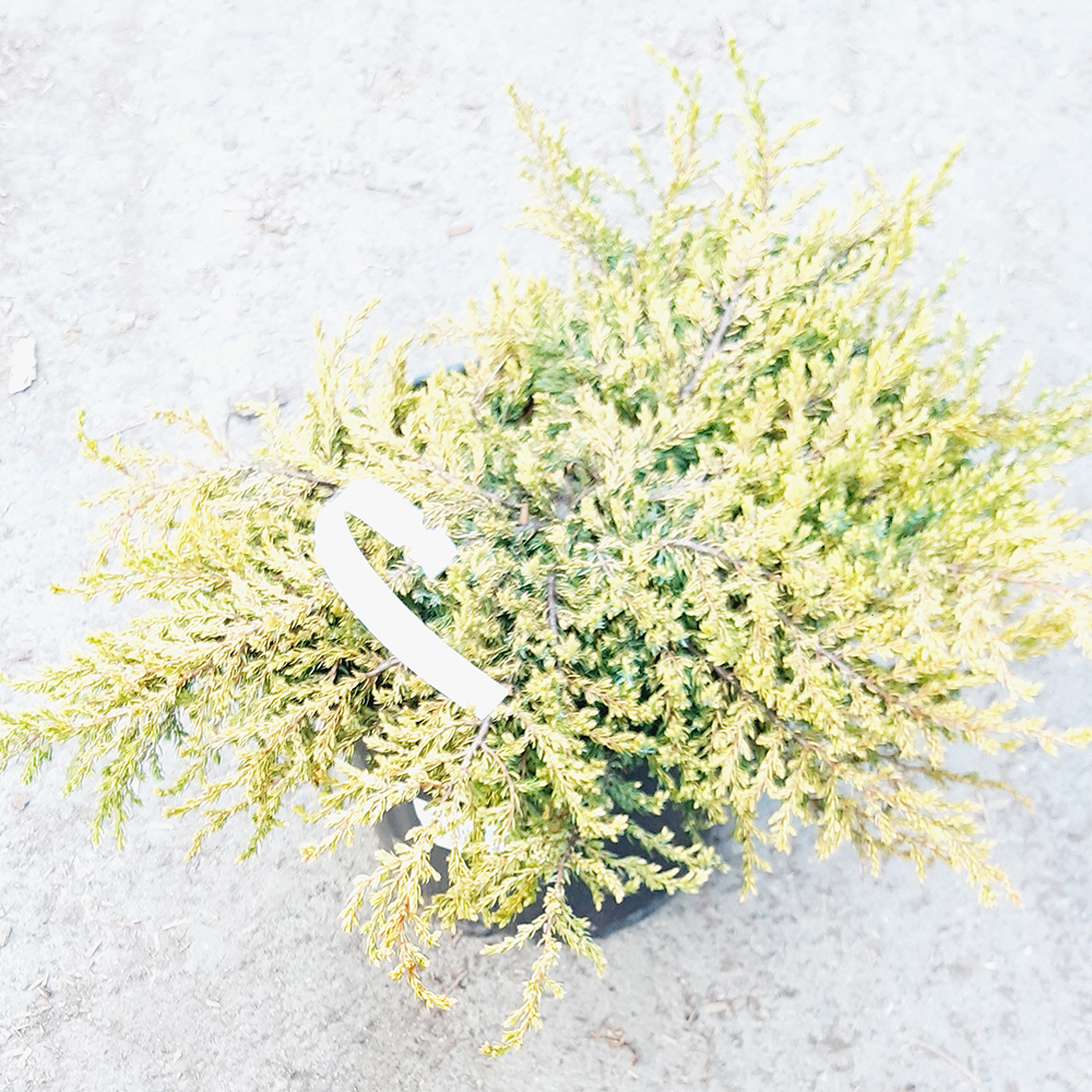 Можжевельник обыкновенный Голдшатц  С8 H30-40см 1шт