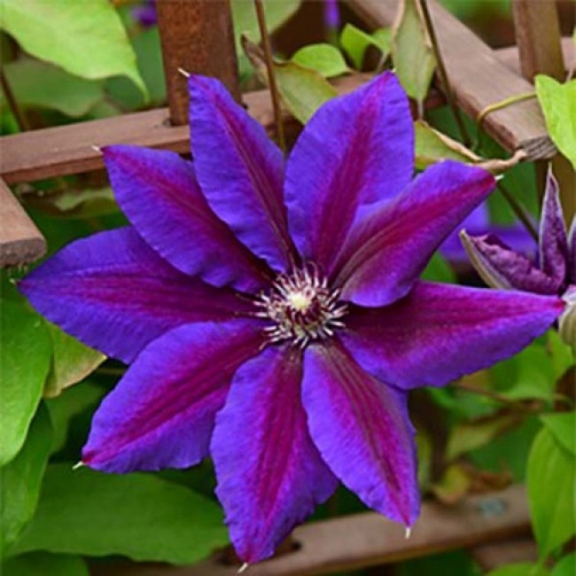 Клематис Вайлдфаер 1шт. гр. обрезки 2 / Clematis Wildfire