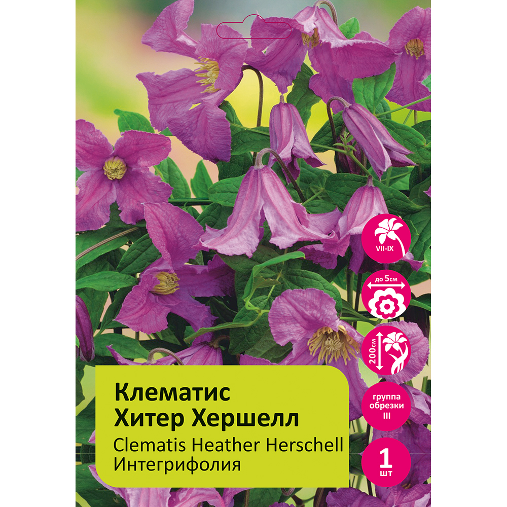 Клематис Хитер Хершелл 1шт гр.обрезки 3 / Clematis Heather Herschell