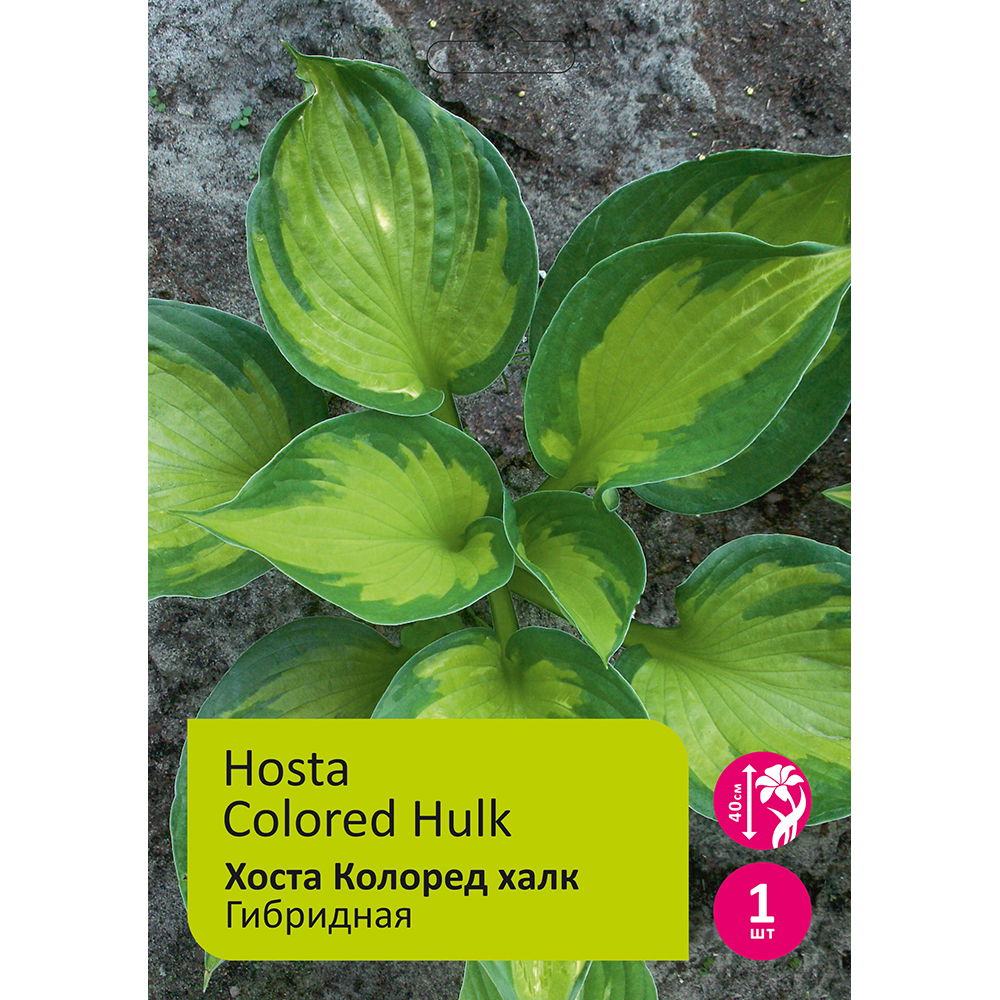 Хоста Колоред Халк 1шт/Hosta Colored Hulk