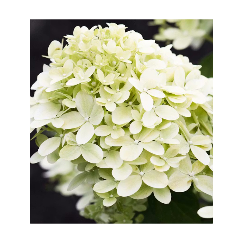 Гортензия метельчатая Ливин Литл Пэшин С3 1шт/ Hydrangea paniculata LIVING LITTLE PASSION