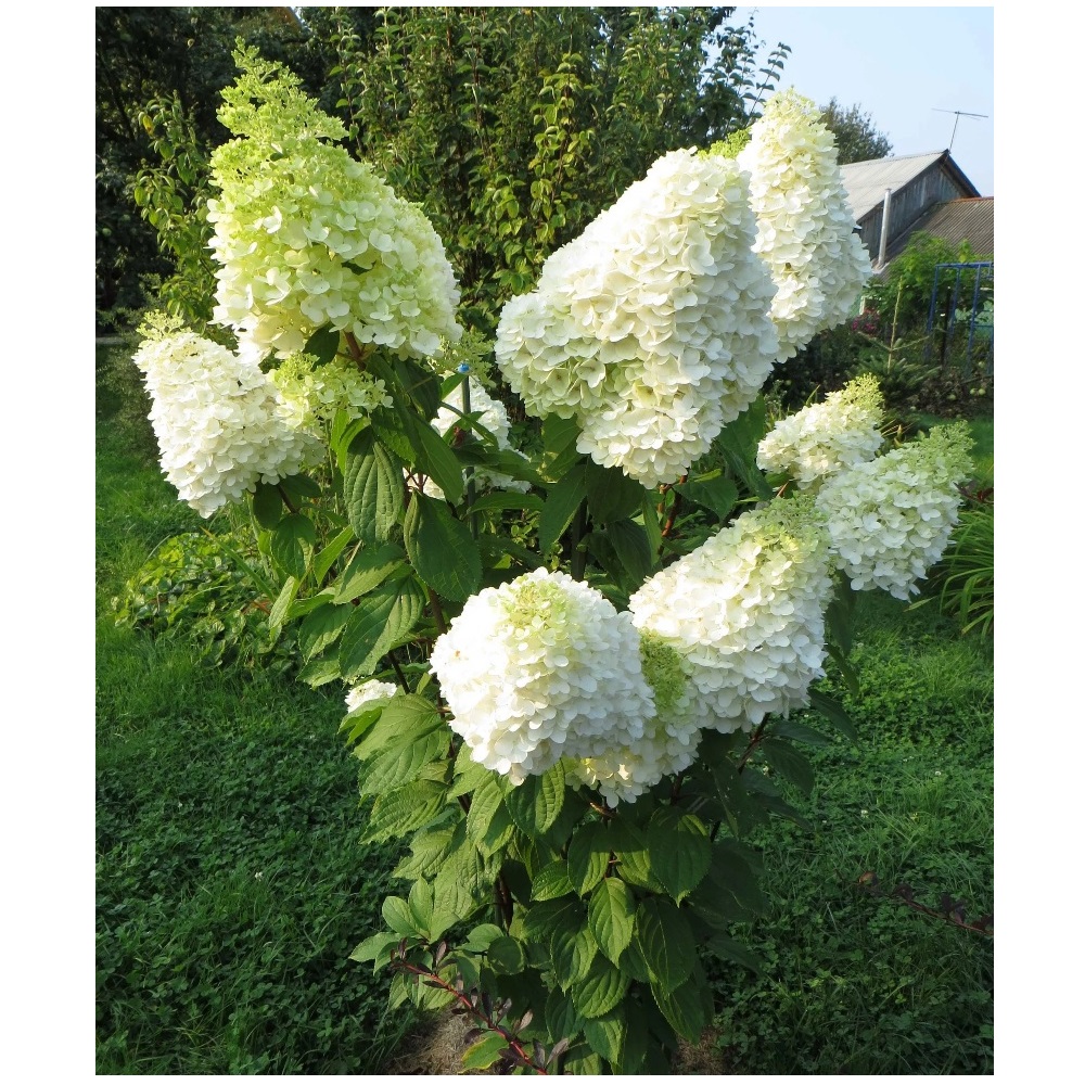 Гортензия метельчатая Мэджикал Мунлайт С3 1шт/Hydrangea MAGICAL MOONLIGHT