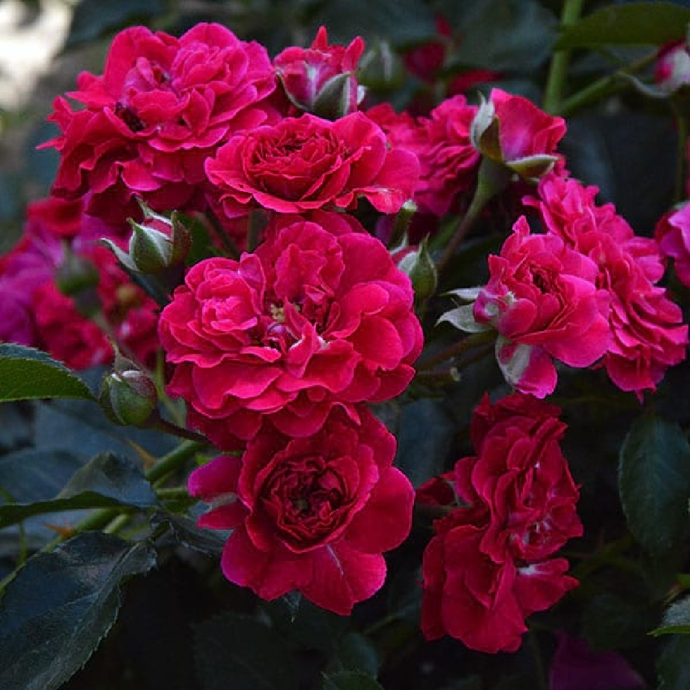 Роза Хеллоу почвопокровная 1шт./Hello /20