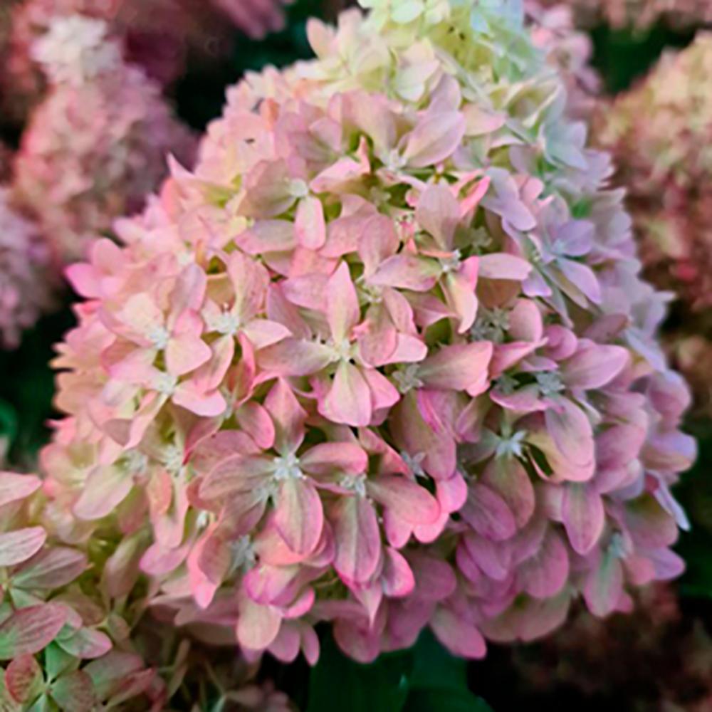 Гортензия метельчатая Пиксио 1шт 