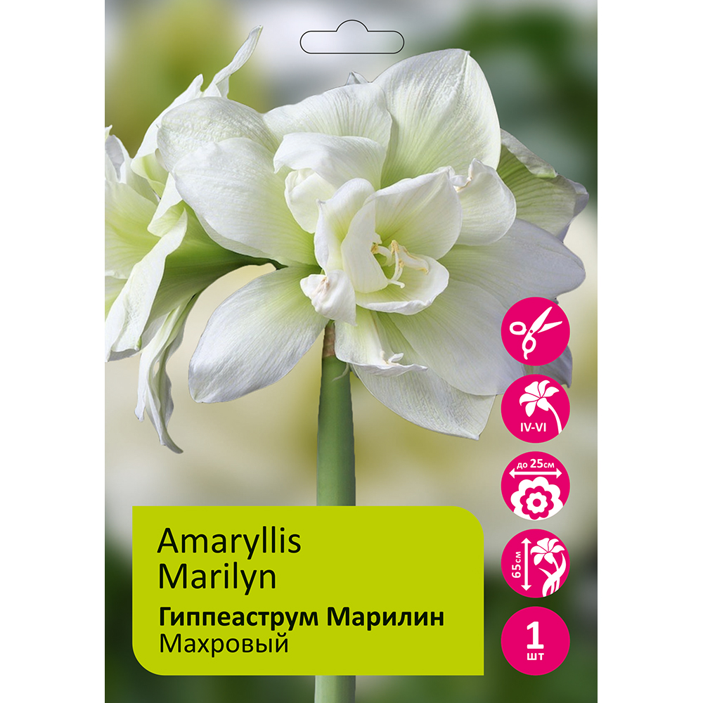 Гиппеаструм/Амариллис Марилин 1шт 24/26 /Amaryllis Marilyn