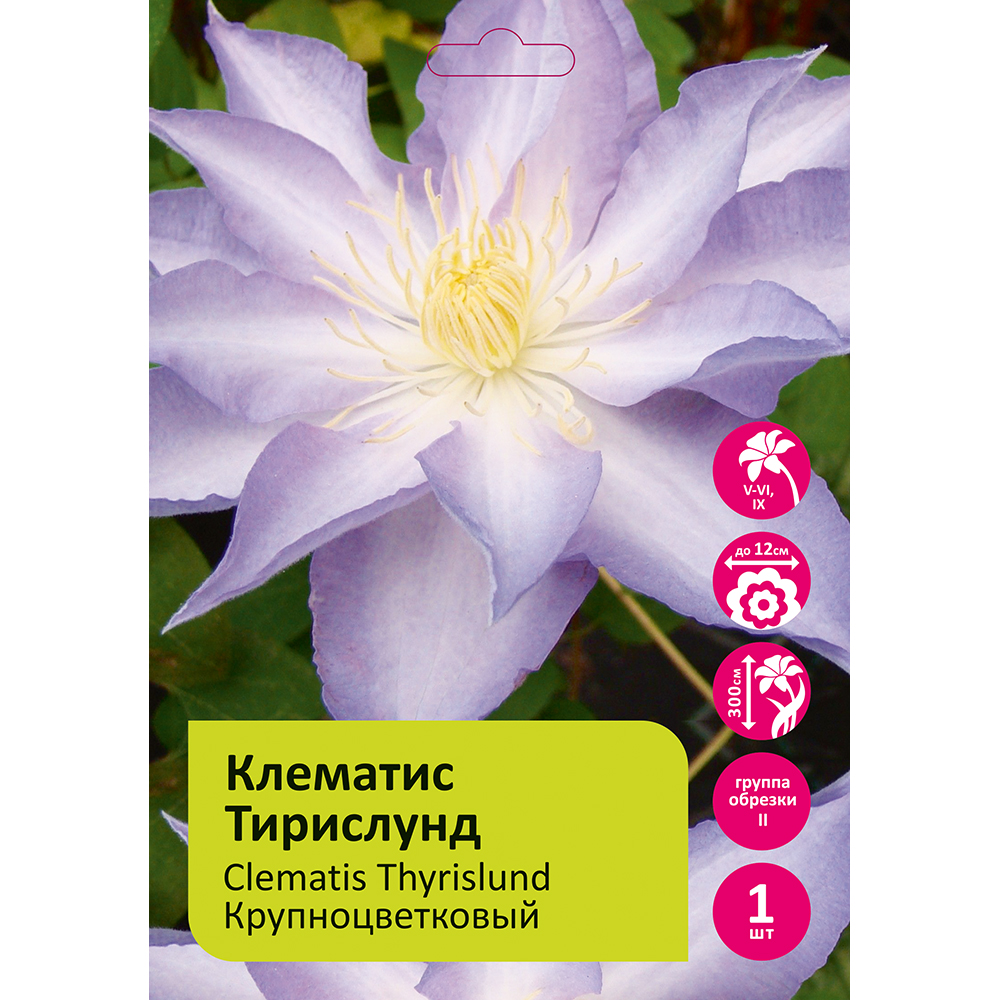 Клематис Тирислунд 1шт гр.обрезки 2 / Clematis Thyrislund