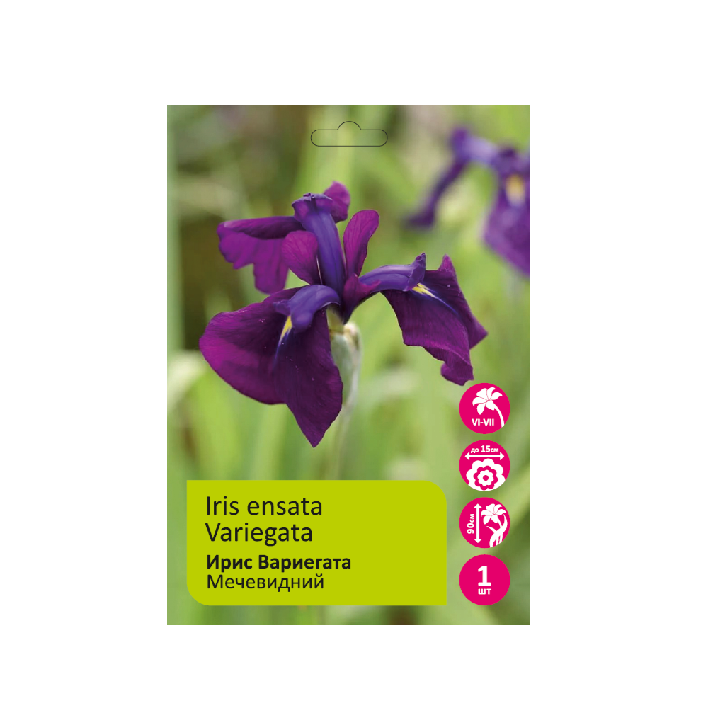 Ирис Вариегата 1шт мечеведный /lris ensata Variegata 