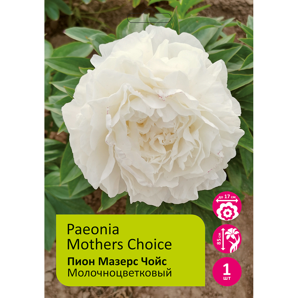 Пион молочноцветковый Мазерс Чойс 1шт 2/3 /Mothers Choice (Ma ma de xuan ze/Ма Ма Де Сюань Цзэ)