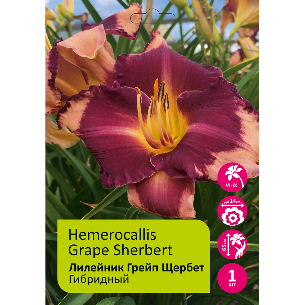 Лилейник Грейп Щербет 1шт/Hemerocallis Grape Sherbert