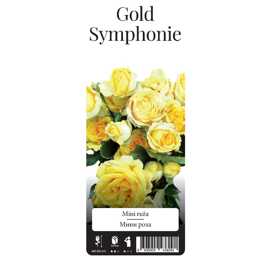 Роза Голд Симфони миниатюрная 1шт./Gold Symphonie  /20