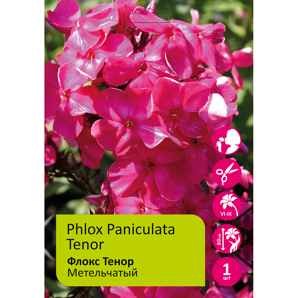 Флокс Тенор 1шт метельчатый /Phlox Paniculata Tenor