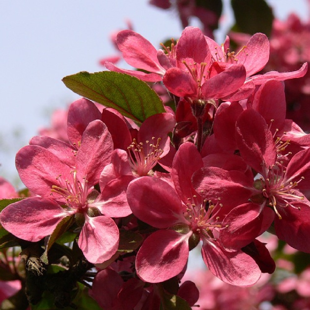 Яблоня красномякотная Редлав Одиссо (подвой 54-118 полукарликовый) (в сетке) 1шт