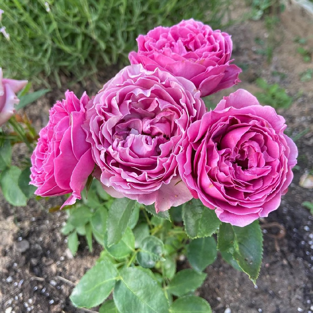 Роза Мисти Баблз спрей 1шт /12