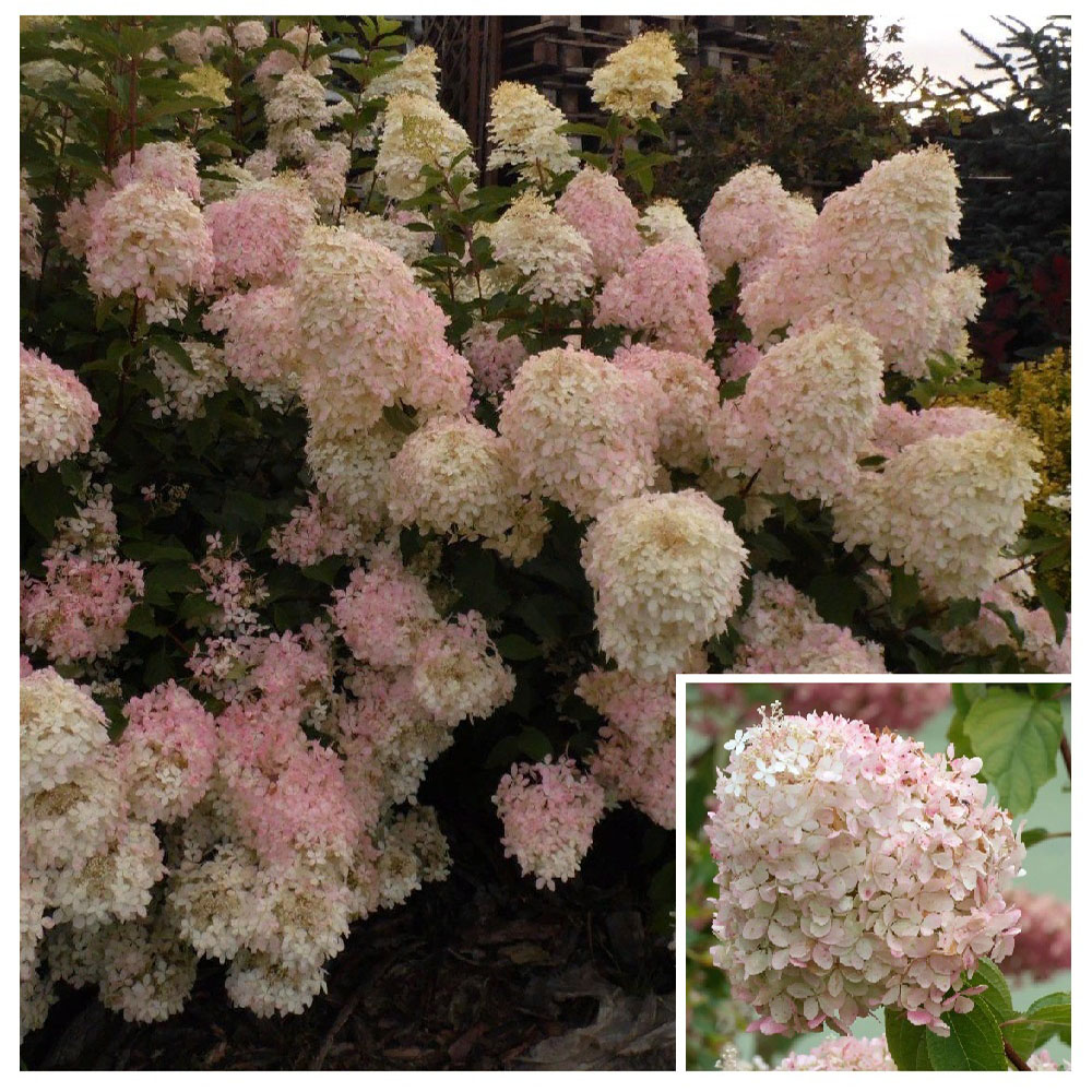 Гортензия метельчатая Фантом С5 1шт/Hydrangea paniculata Phantom