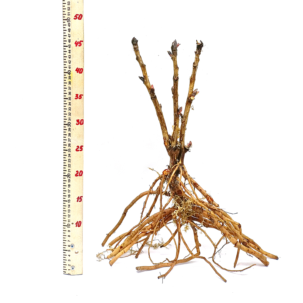 Пион древовидный Пурпурно‑чайный изумруд 1шт/Paeonia Zi Lou Cha Cui (Цзы Лу Ча Цуй)