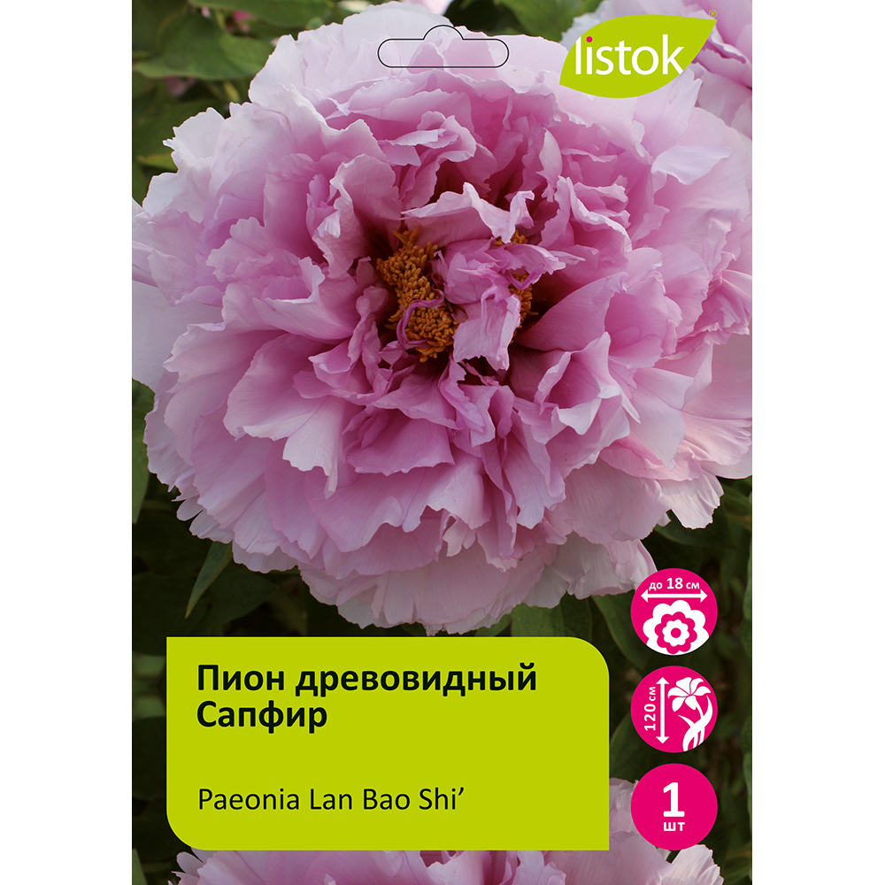 Пион древовидный Сапфир 1шт/Paeonia Lan Bao Shi’ (Sapphire)(Лань Бао Ши)