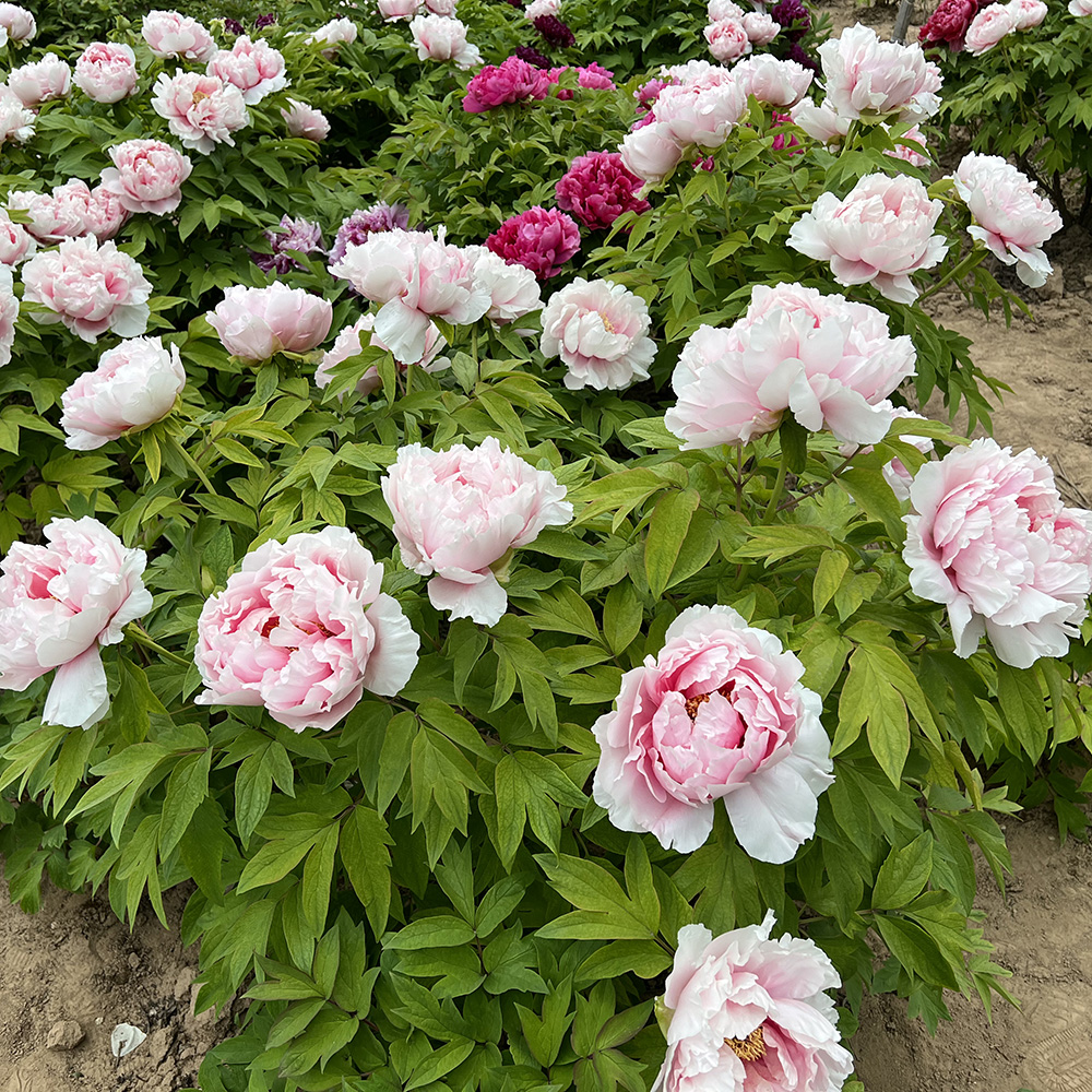 Пион древовидный Сотня цветочных надписей 1шт/Paeonia Bai Hua Zhua(Баи Хуа Чжуань) Японская селекция