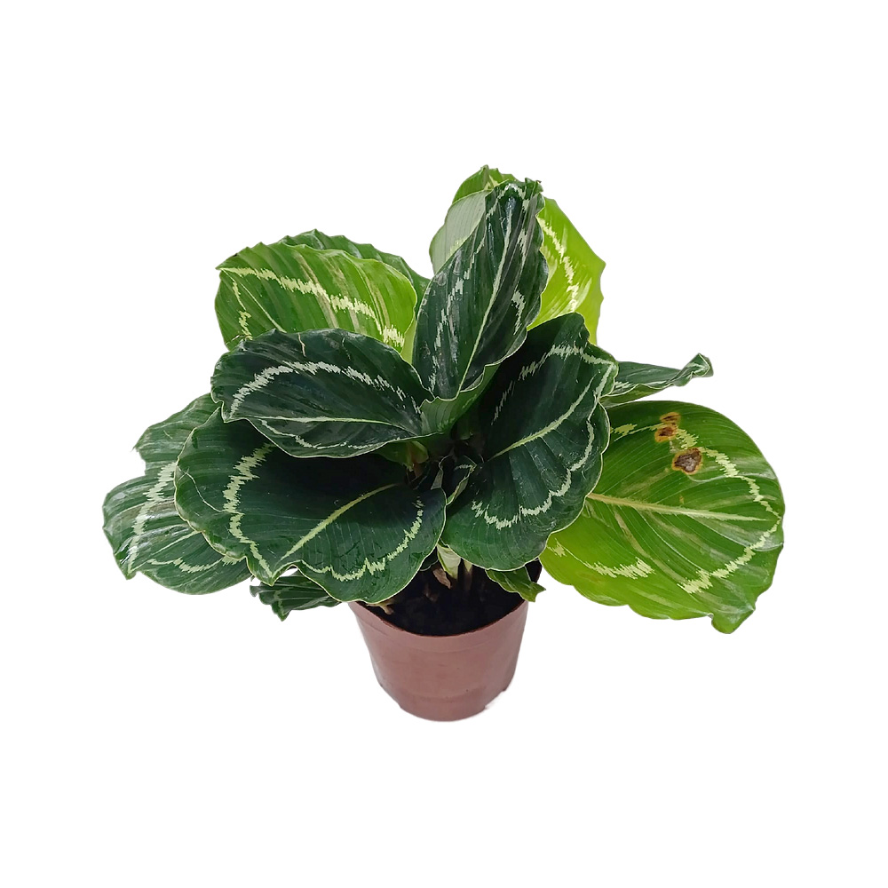 Калатея Jungle Rose д.14