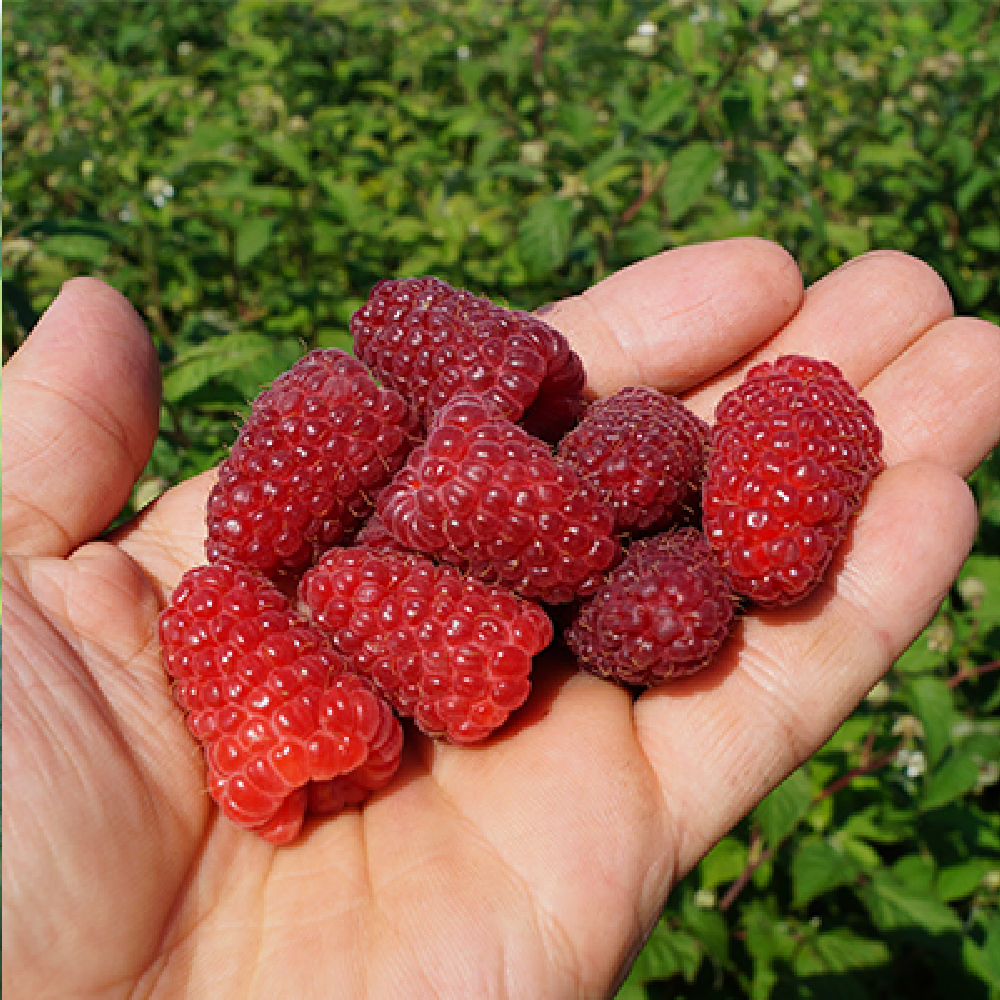 Малина ремонтантная Малиновая гряда 1шт