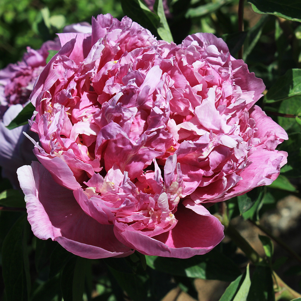 Пион древовидный Пламенная охра 1шт/Paeonia Jing Mei Ti (Цзин Мэй Ти)