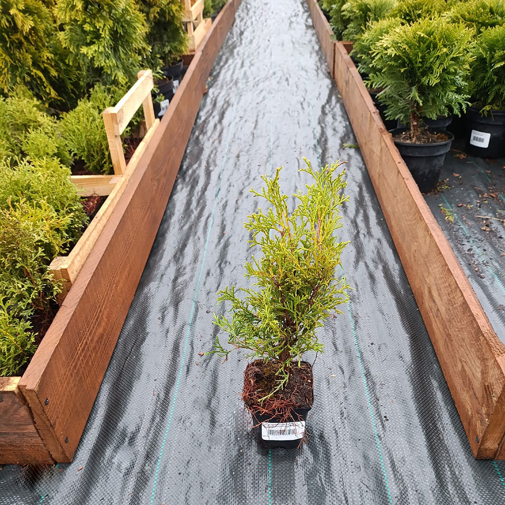 Туя западная Смарагд  Р9 1шт/Thuja occidentalis Smaragd