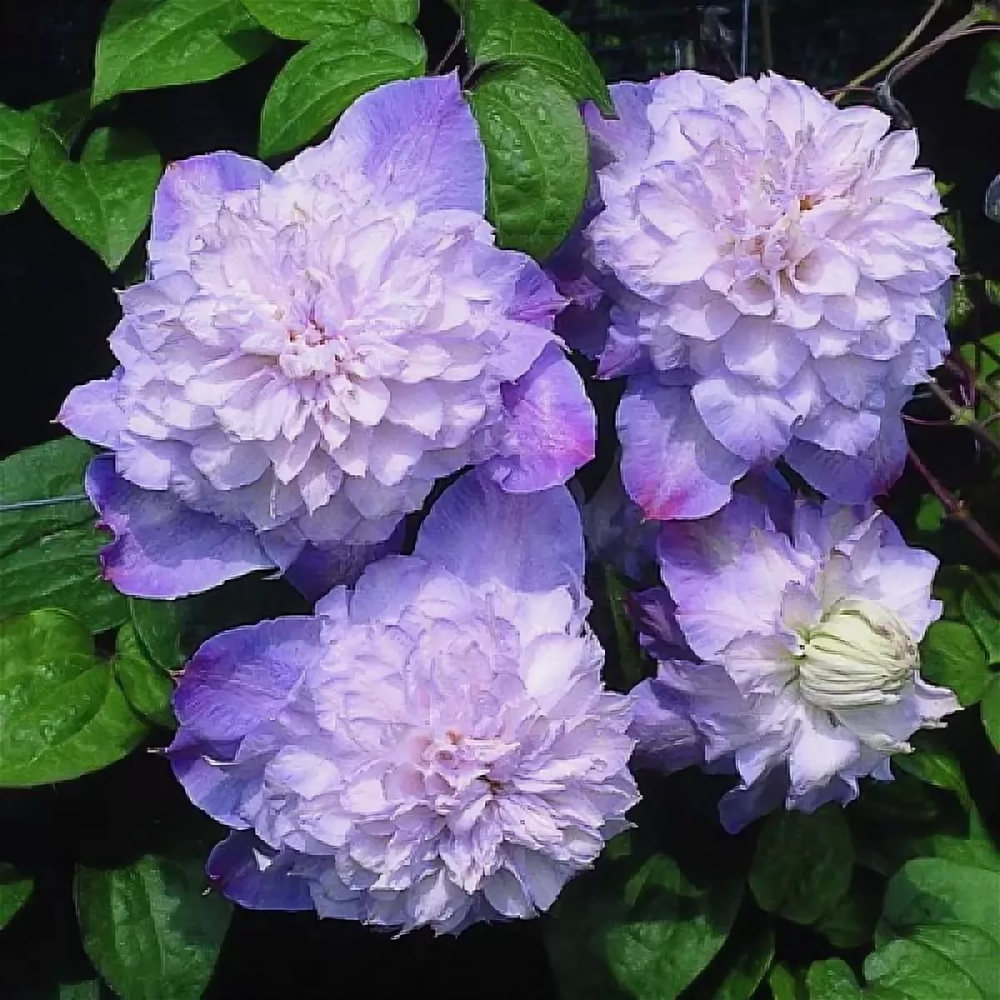 Клематис Вероника'с Чойс 1шт гр.обрезки 2 /Clematis Veronicas Choice