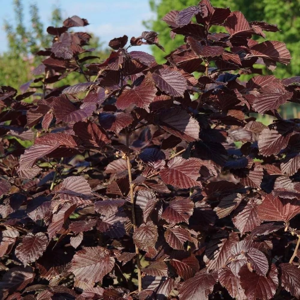 Лещина Сирена С3 100-120 1шт