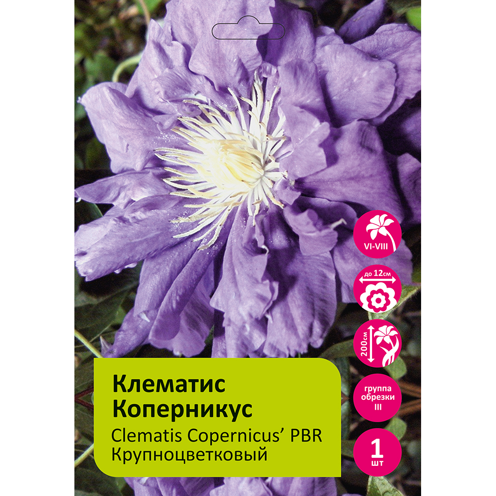 Клематис махровый Коперникус 1шт гр.обрезки 2
