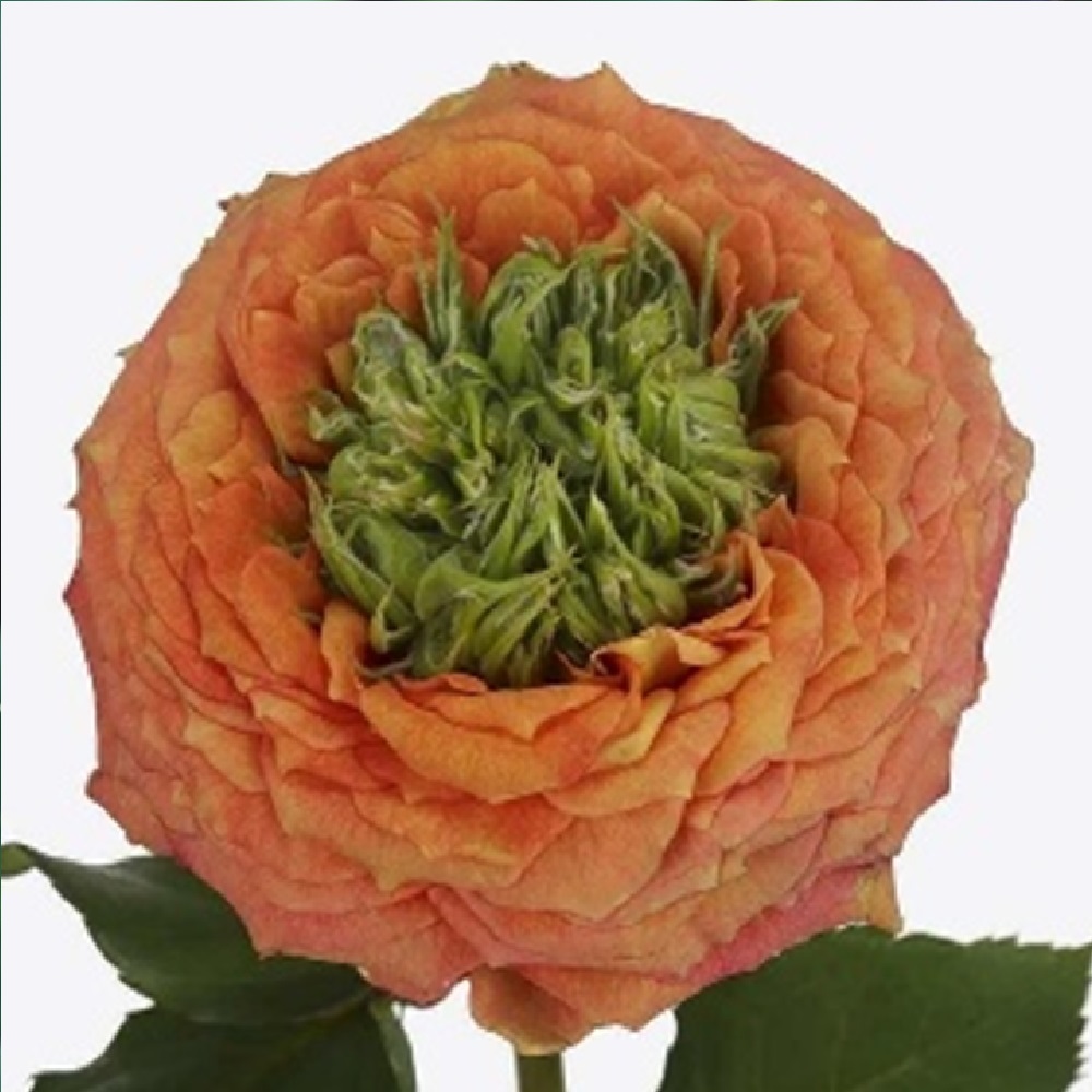 Роза Грин Айсленд Самоа чайно-гибридная 1шт/12