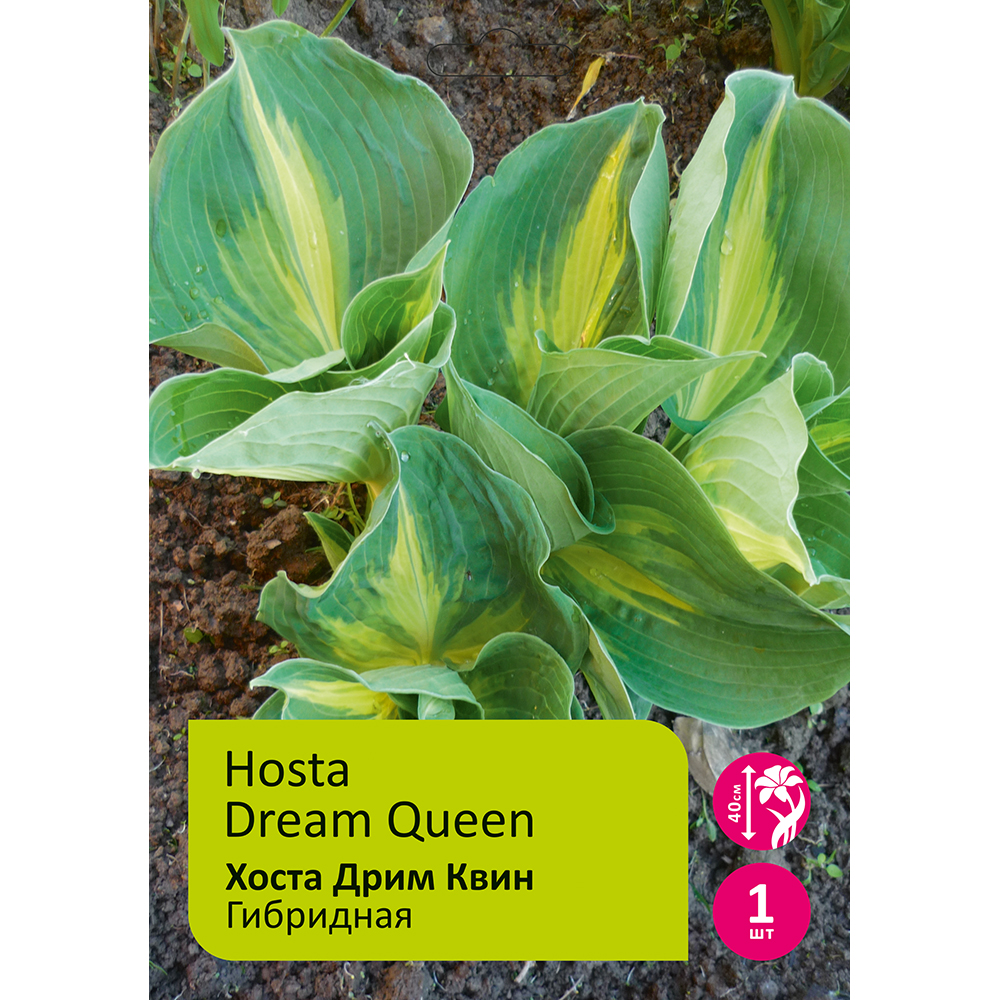 Хоста Дрим Квин 1шт/Hosta Dream Queen