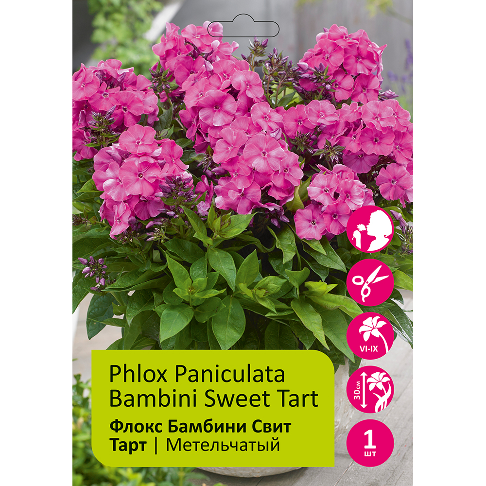 Флокс Бамбини Свит Тарт 1шт метельчатый /Phlox paniculata Bambini Sweet Tart