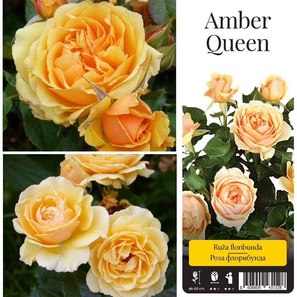 Роза Амбер Квин флорибунда 1шт. / Amber Queen  /20
