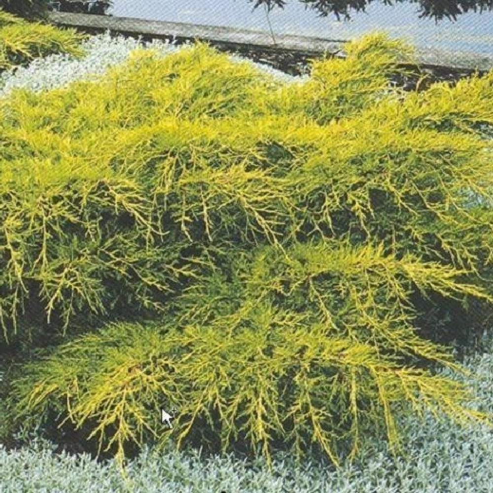 Можжевельник средний Голд Кост H 20-40 см в горшке 5 л  1шт