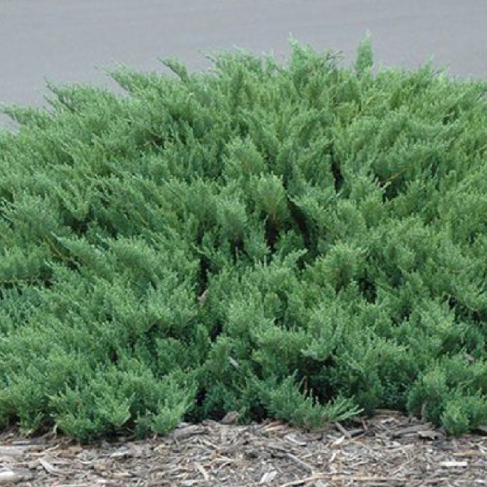 Можжевельник казацкий Тамарисцифолия в горшке 5 л  1 шт