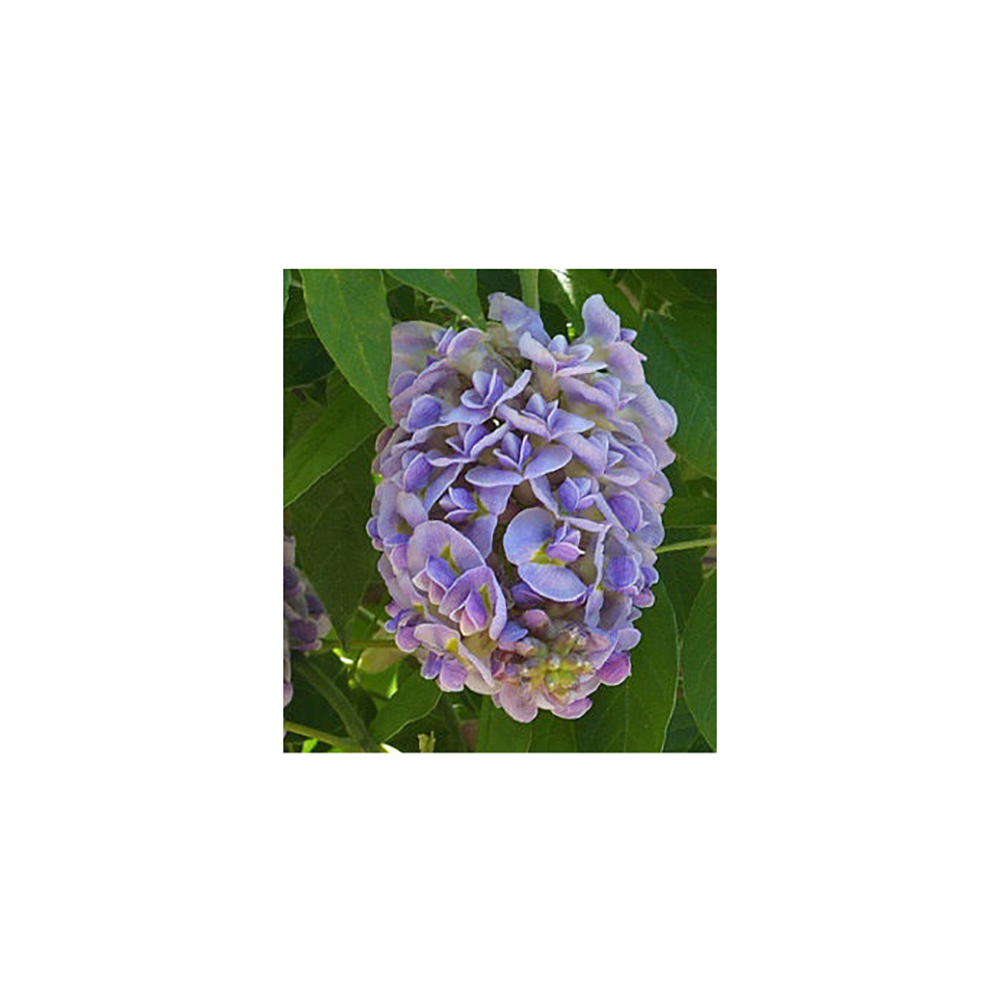 Глициния кустарниковая Лонгвуд Пурпул Р9 1шт /Wisteria frutescens Longwood Purpl