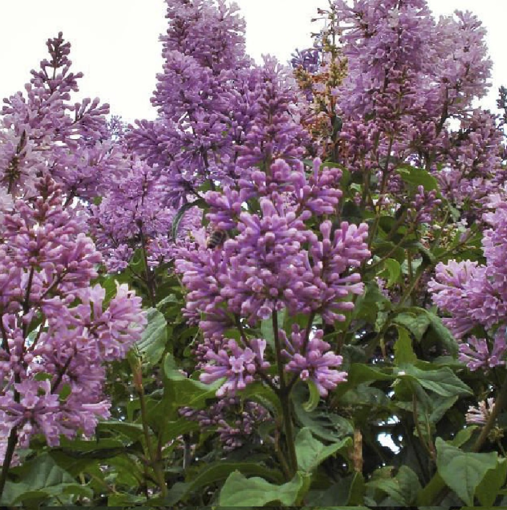 Сирень Венгерская С5 H80-100 1шт