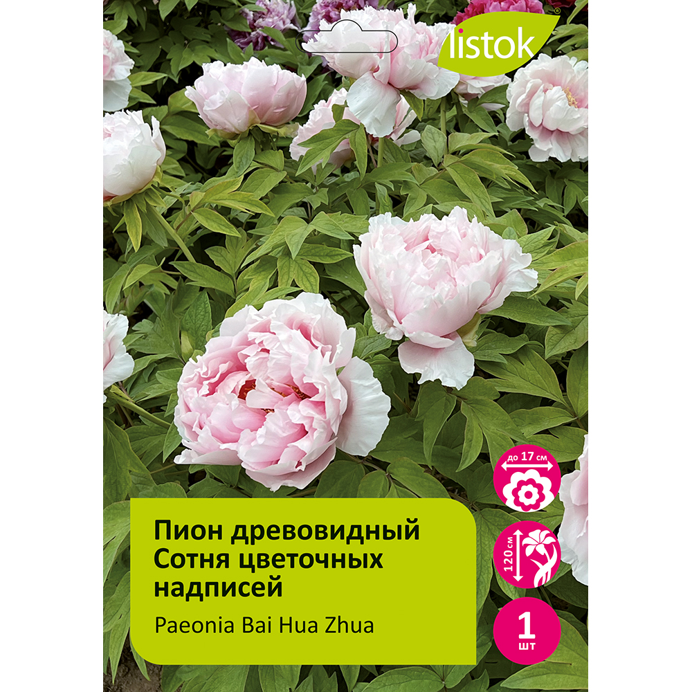 Пион древовидный Сотня цветочных надписей 1шт/Paeonia Bai Hua Zhua(Баи Хуа Чжуань) Японская селекция