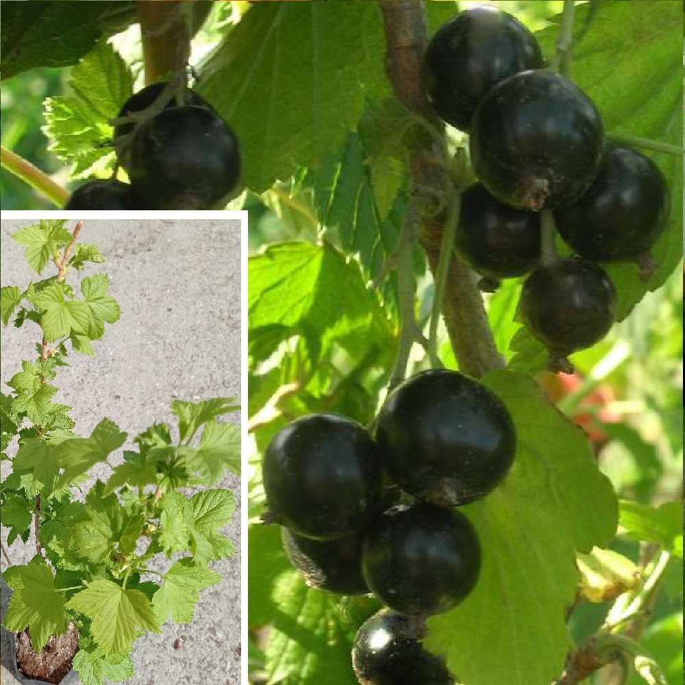 Смородина черная Челябинская С3 1шт