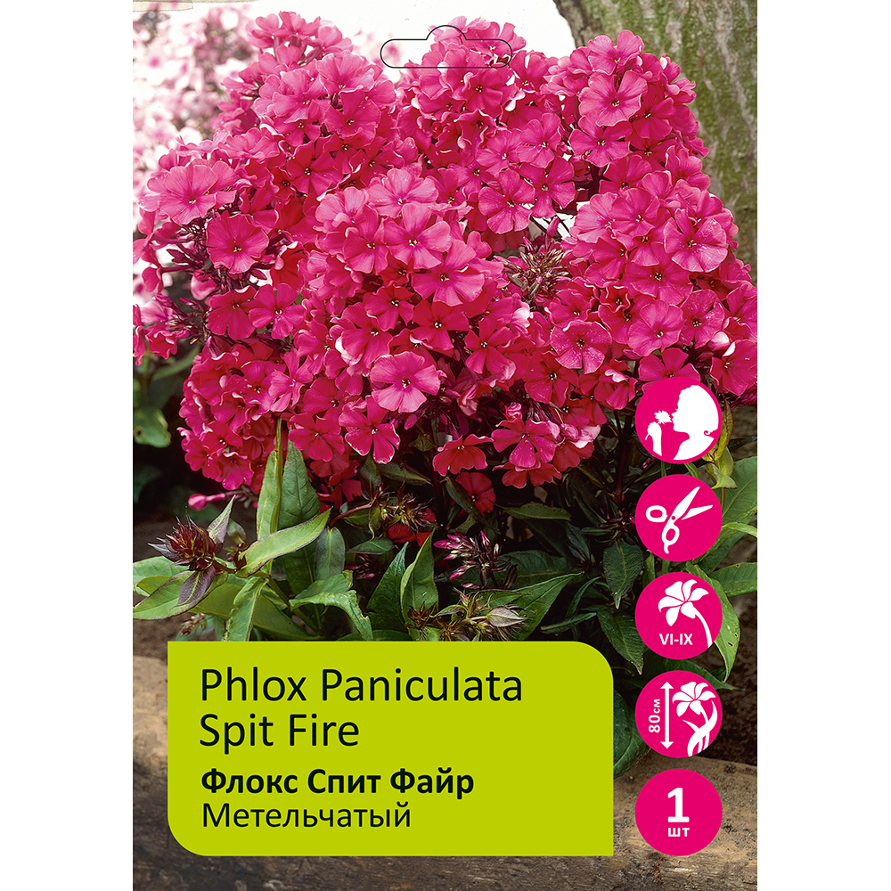 Флокс Спит Файр 1шт метельчатый/Phlox paniculata Spit Fire