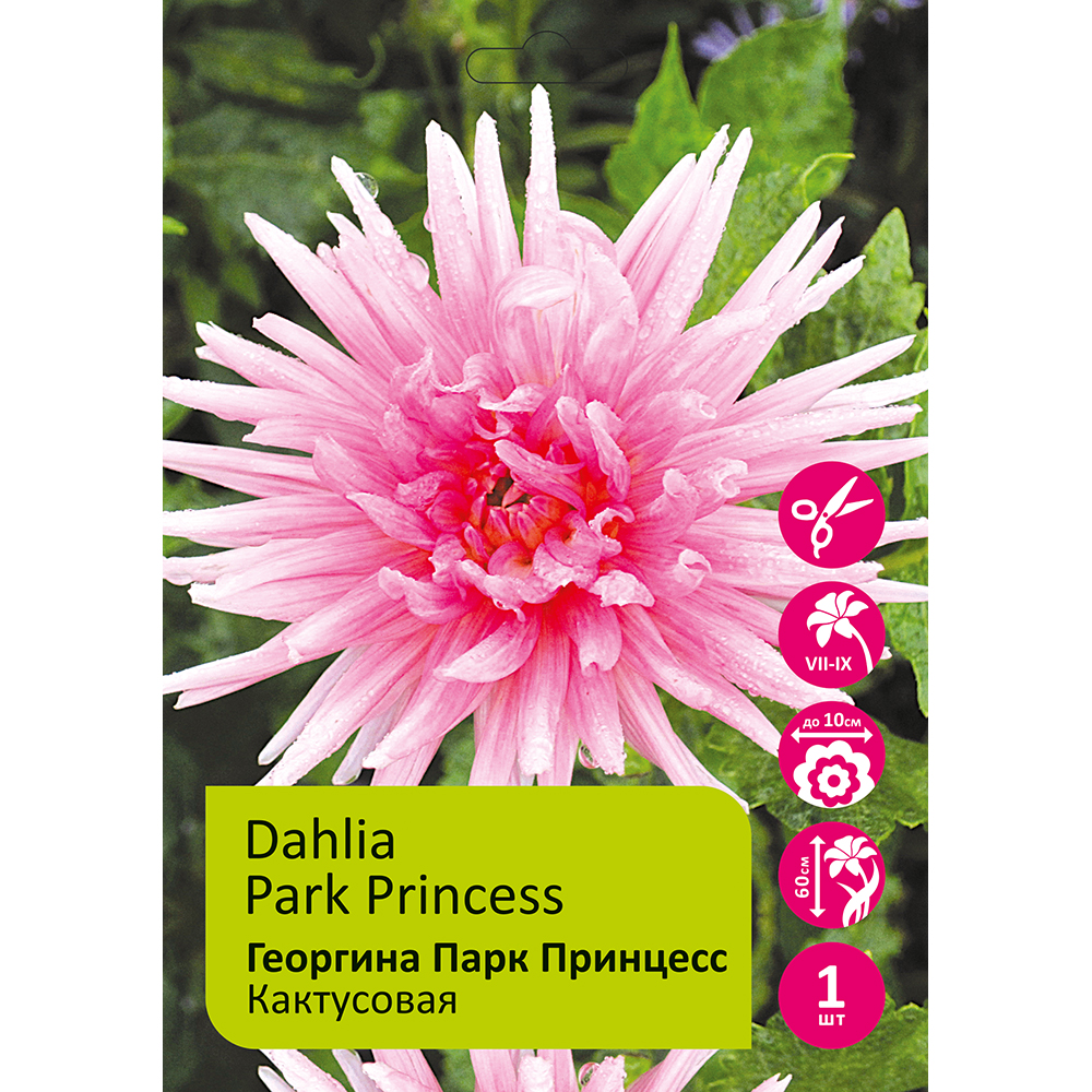 Георгина Парк Принцесс 1шт/Dahlia Park Princess