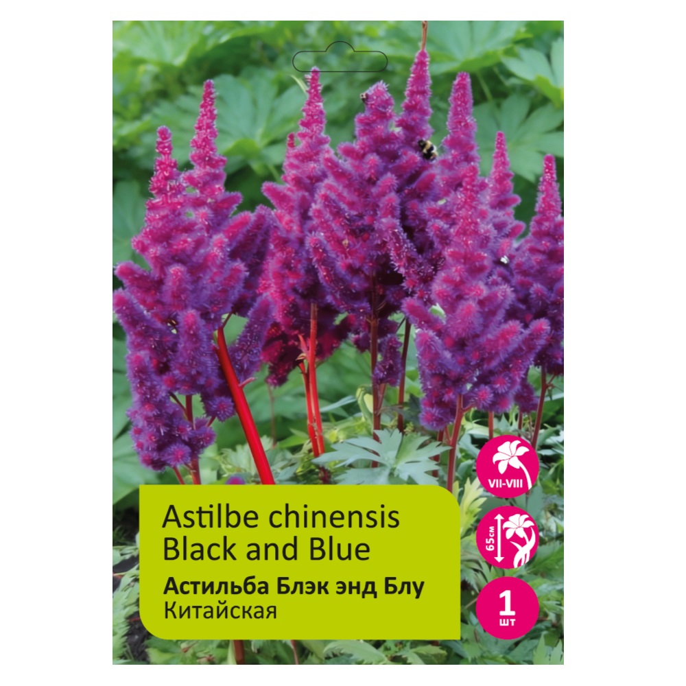 Астильба Блэк энд Блу 1шт 2/3 /Astilbe Black and Blue
