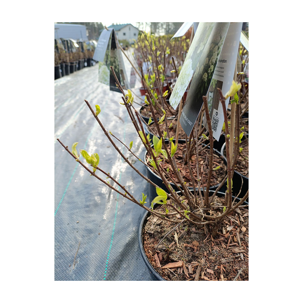 Гортензия метельчатая Ливин Литл Пэшин С3 1шт/ Hydrangea paniculata LIVING LITTLE PASSION