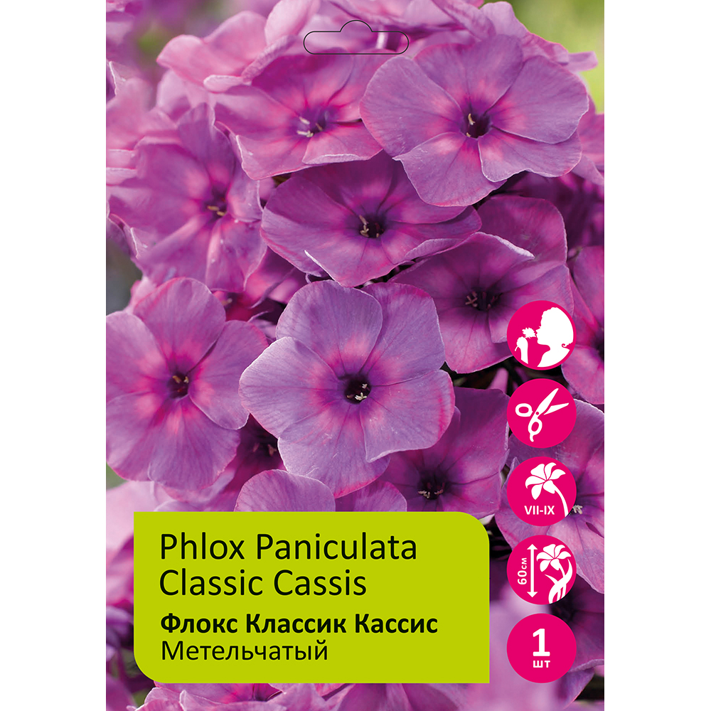 Флокс Классик Кассис 1шт метельчатый /Phlox Classic Cassis
