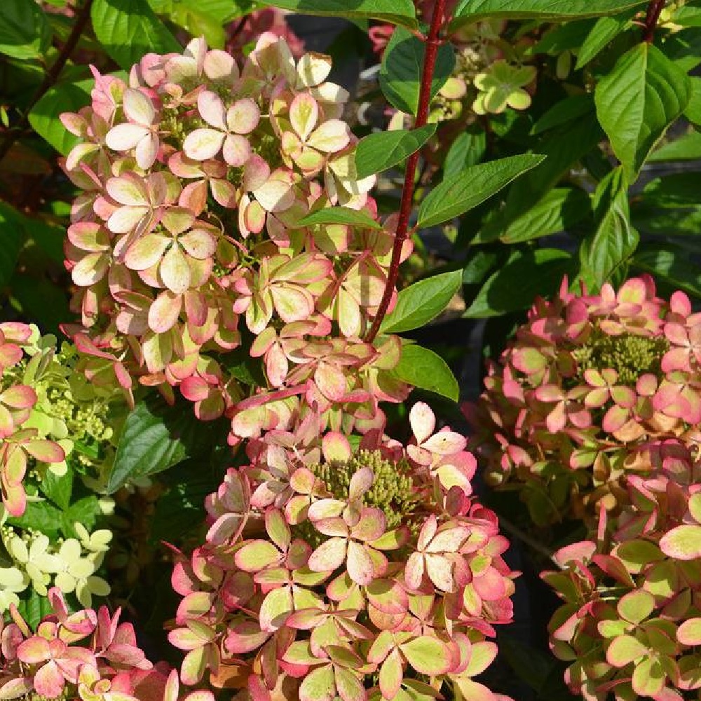 Гортензия метельчатая Граффити С3 1шт./Hydrangea paniculata GRAFFITI 